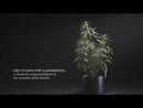  Malouf Shoulder Zoned Dough + CBD Oil Pillow (Queen) ZZQQSCMPASZS EXTERNAL_VIDEO 1